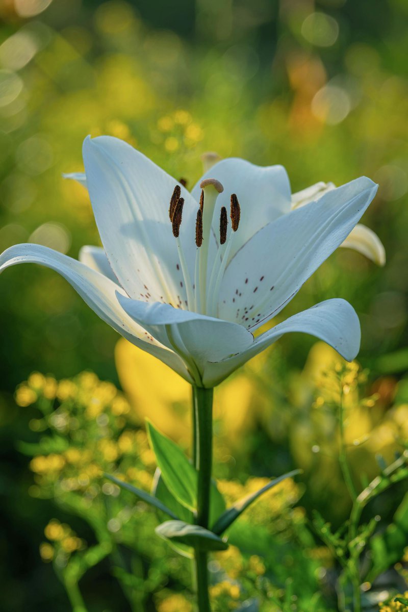 Shiney dixit tweet media