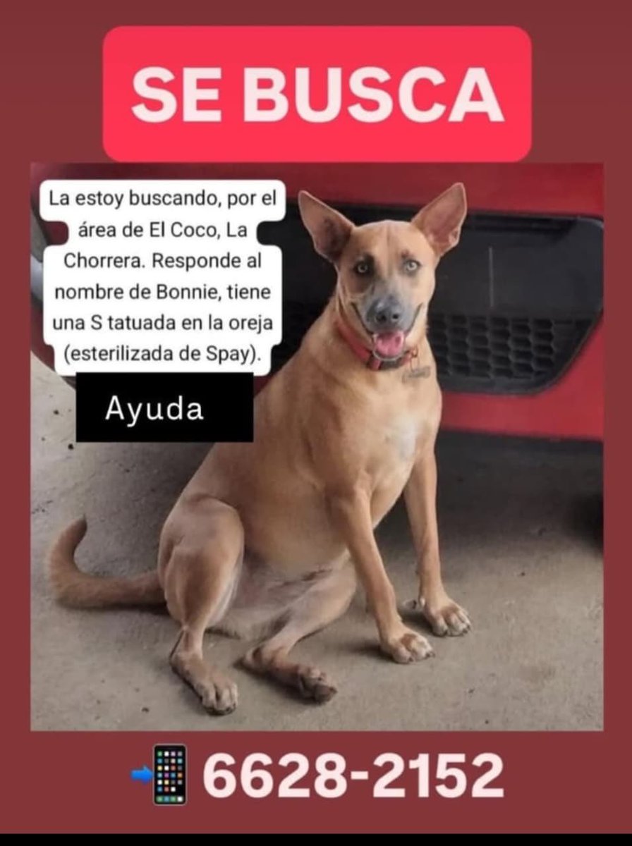 AMIGOS!!!!!!
BONNIE se salió y no ha regresado! El Coco -Chorrera
Para ayudarle a regresar, pedimos COMPARTIR ESTE MENSAJE🙏🏽🙏🏽🙏🏽⬇️👍🏽 Gracias