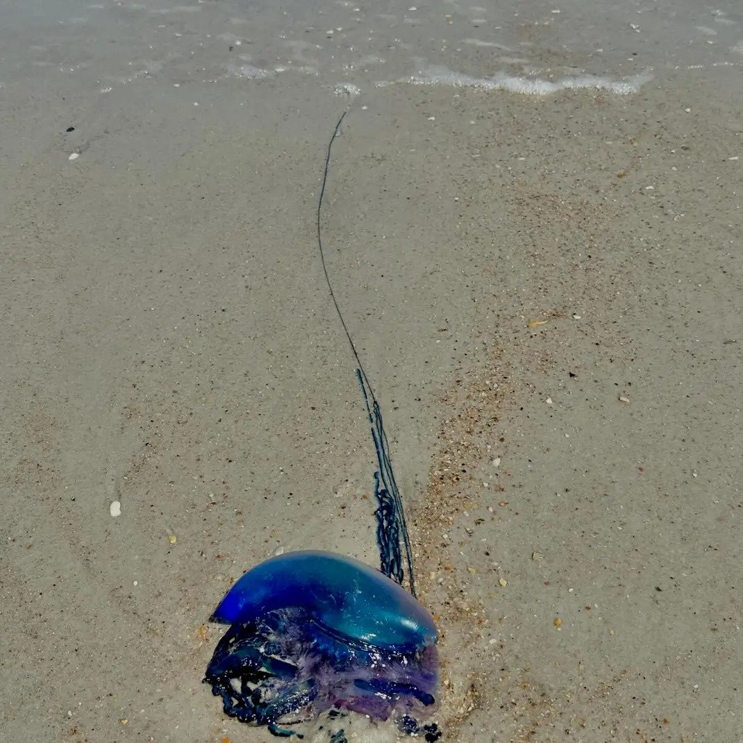 Flying Lizards tweet media