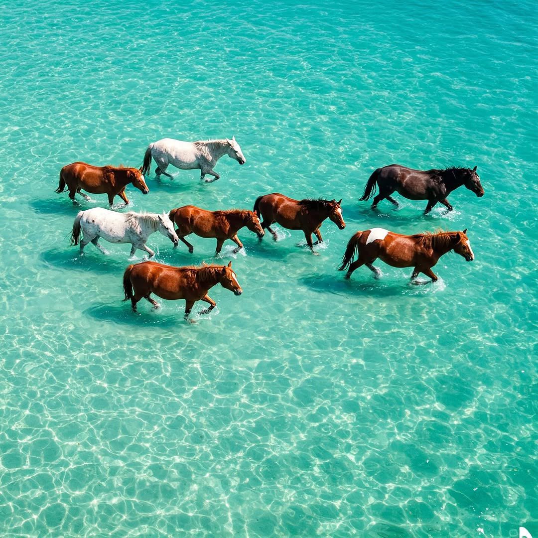 aseelswaid9's tweet photo. Horses and the sea

📸 Aseel Swaid https://t.co/V4KLsk9HRX