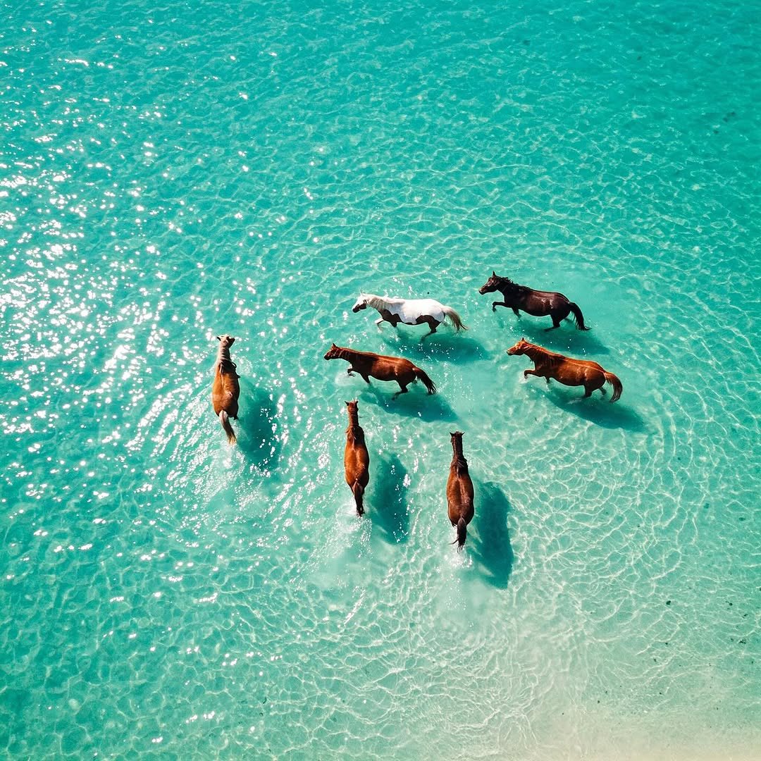 aseelswaid9's tweet photo. Horses and the sea

📸 Aseel Swaid https://t.co/V4KLsk9HRX