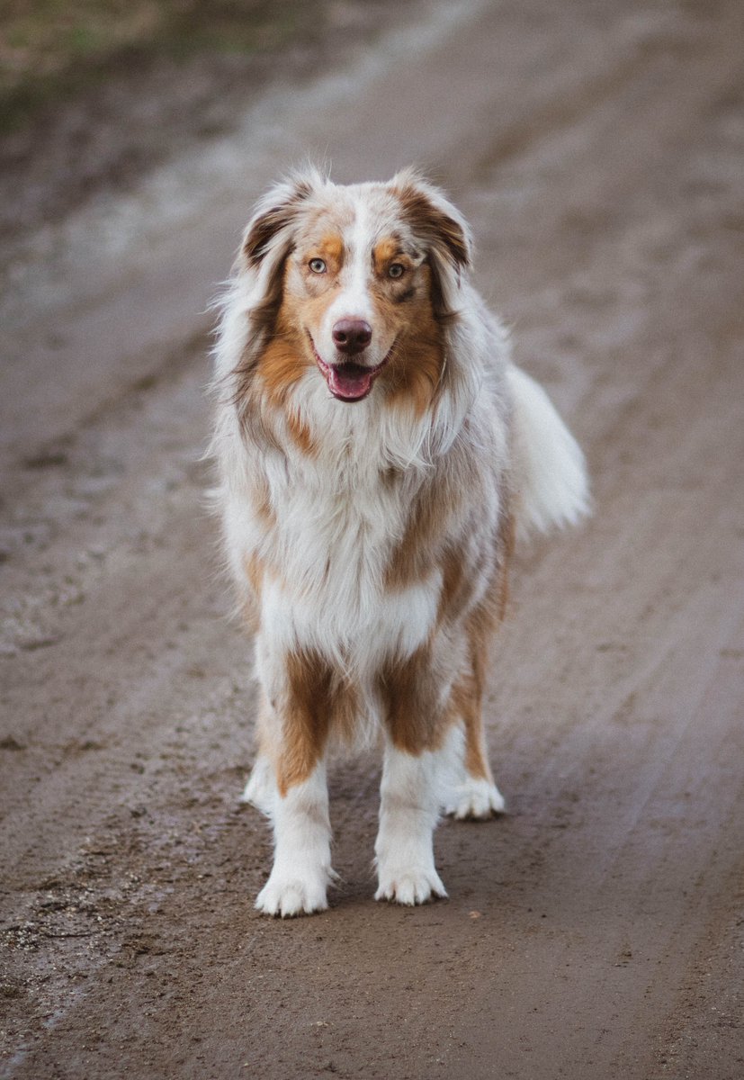 Captivating Canines tweet media