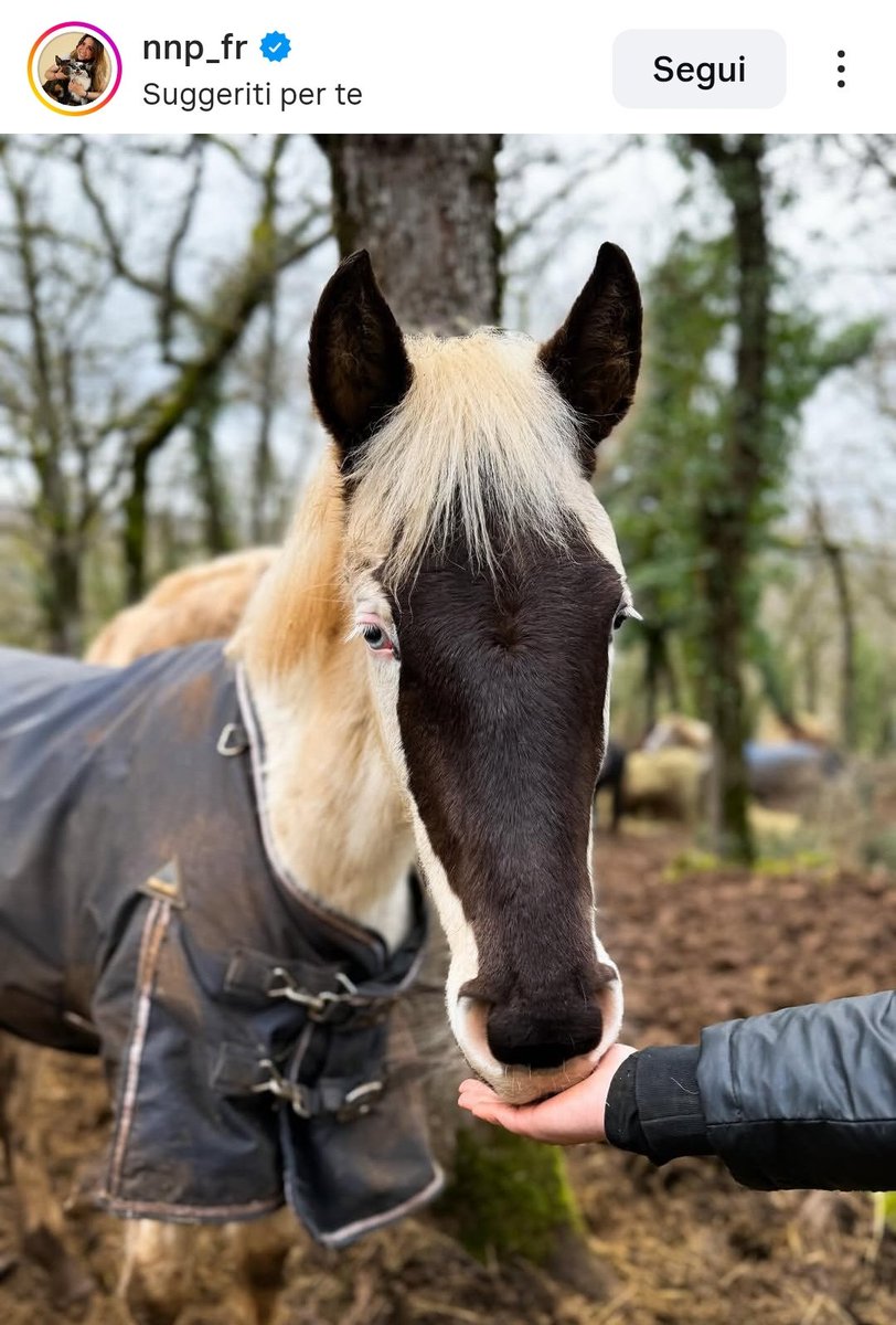 клеопин tweet media