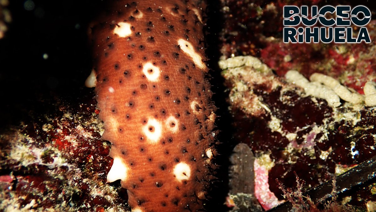 BuceOrihuela tweet media