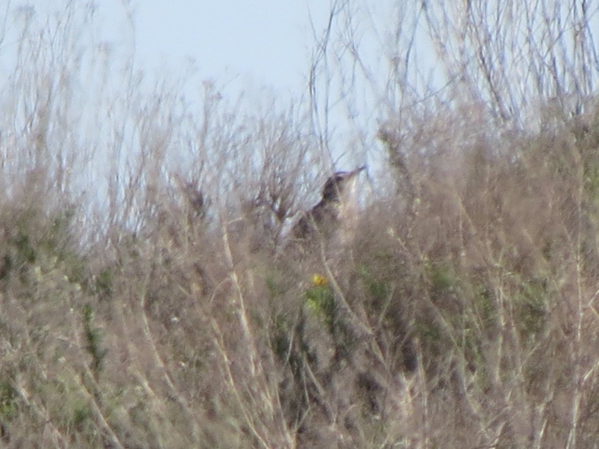 Jesús Capdevila tweet media