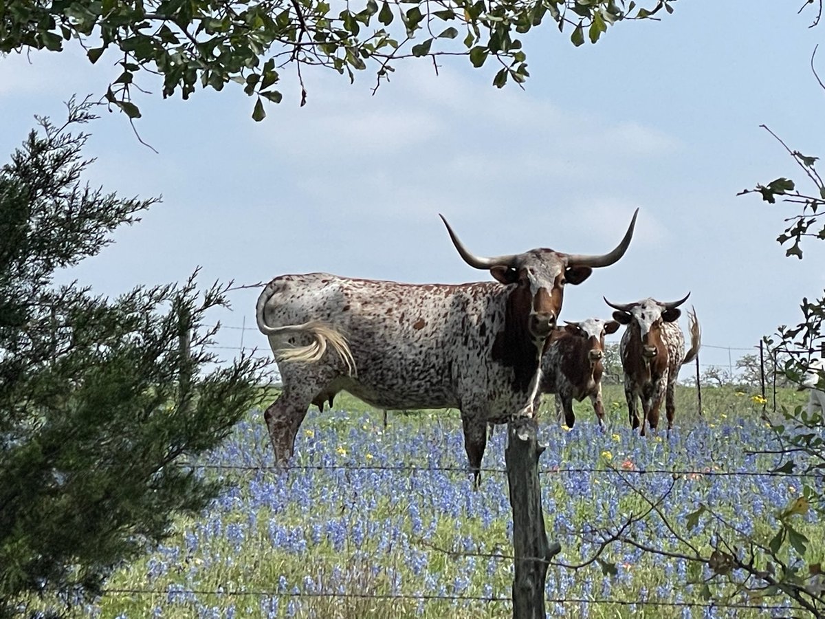 I’m just here for the show tweet media