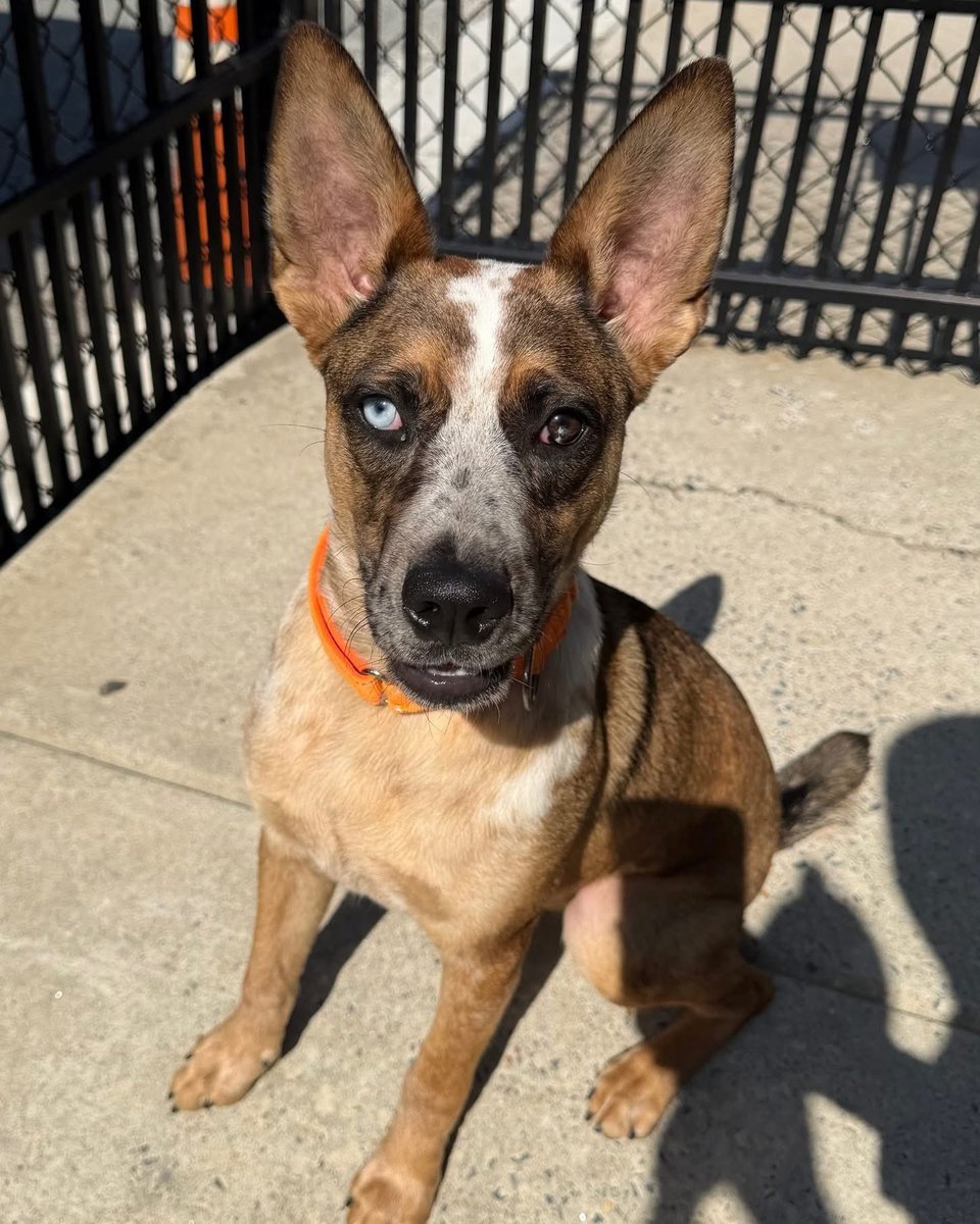 Rescue Dogs Rock, D.C. 🐾🐾🇺🇸 tweet media