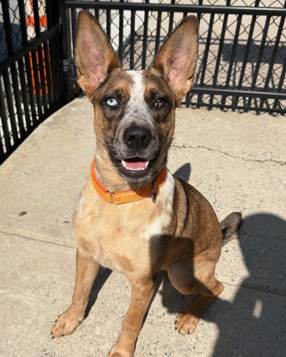 Rescue Dogs Rock, D.C. 🐾🐾🇺🇸 tweet media