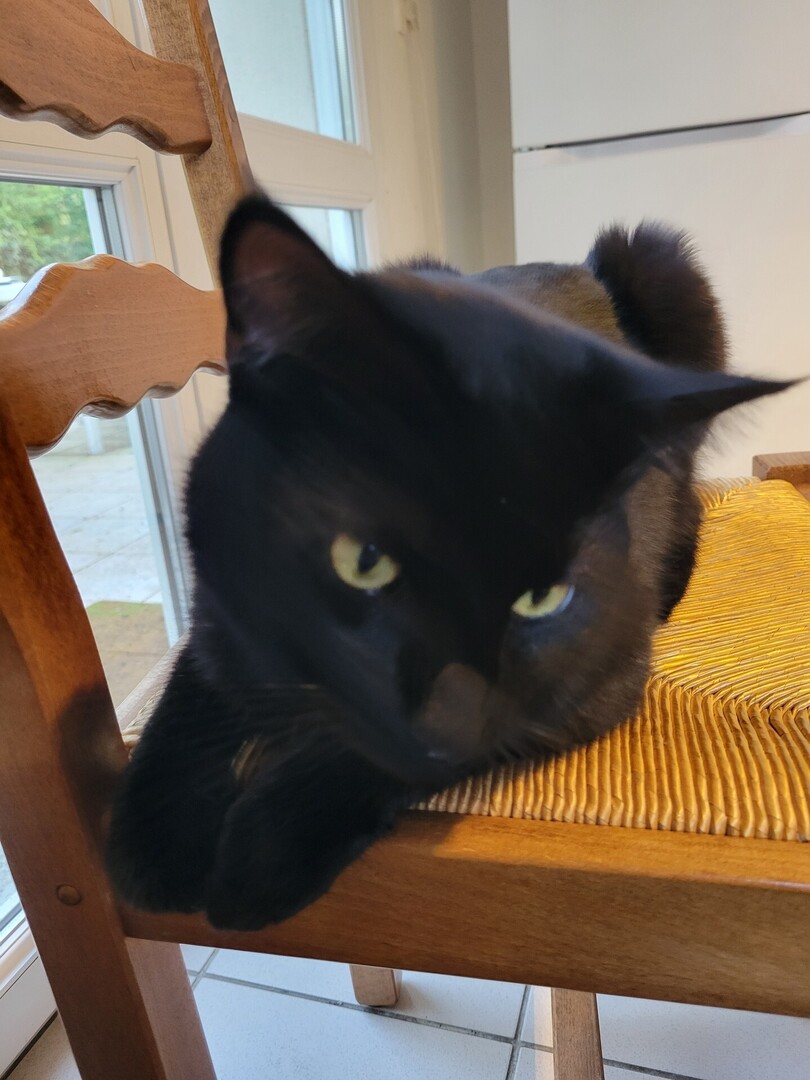 vigipets's tweet image. 🟠 🐱 Chat perdu le 05/04/2026 à Évry-Courcouronnes (91000).
Race : Européen / Âge : 2 an(s)
Luffy / Mâle / Identifié(e) : Oui

☎️ 0634900607
📧  melkisarra899@gmail.com

#chatperdu #chattrouve #chat #perdu #trouve