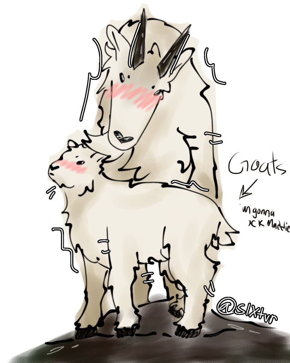slxtvr's tweet image. I love mountain goats they’re so stupid 😭😭 #mountaingoat