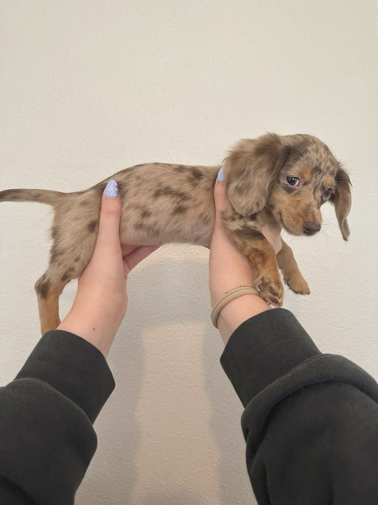 dachshundzones's tweet image. Why is he THIS long 😭
#dachshund #doglovers