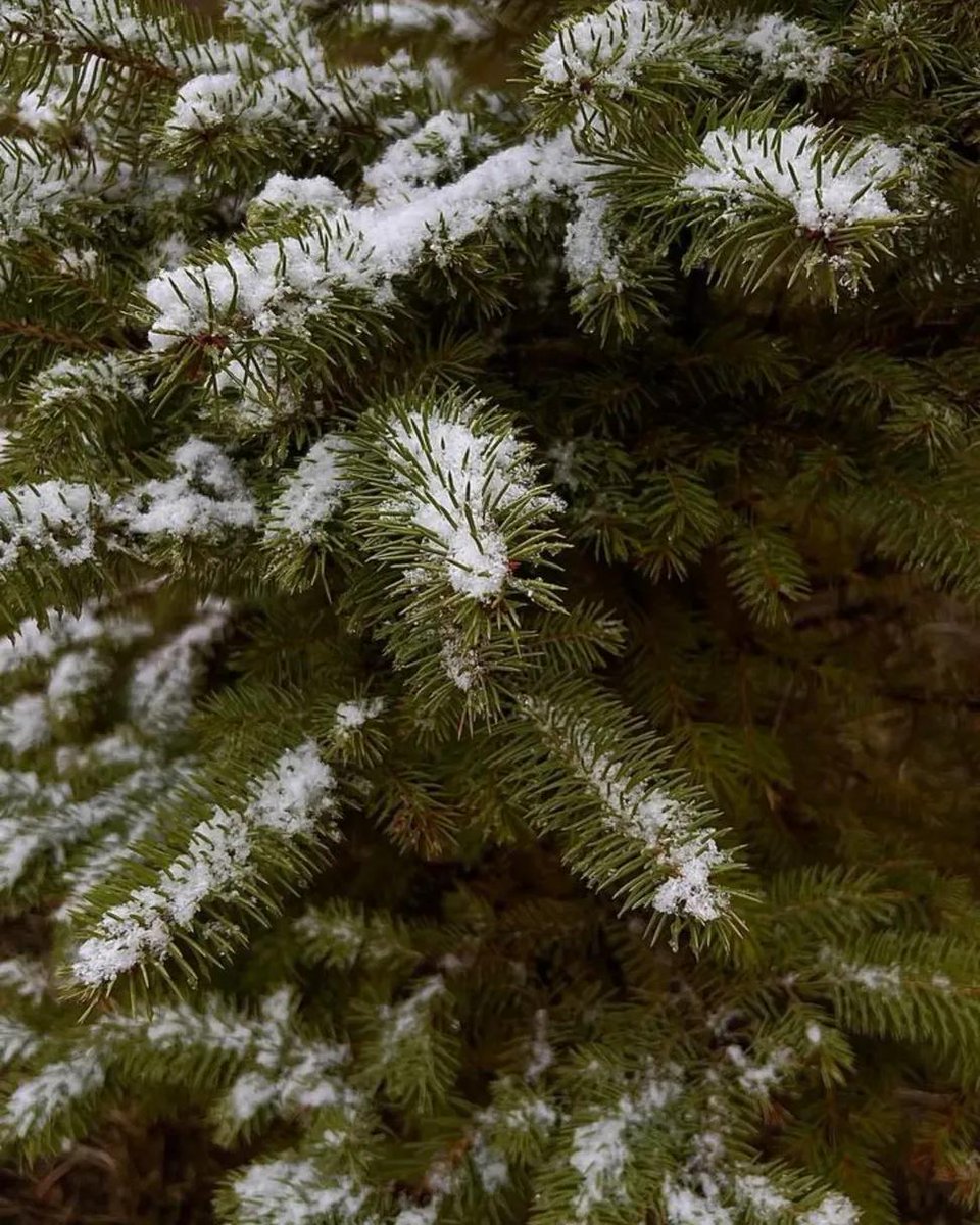❄️