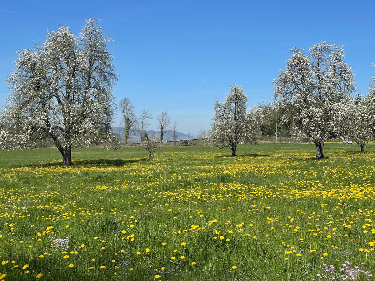 Andreas Schweizer tweet media