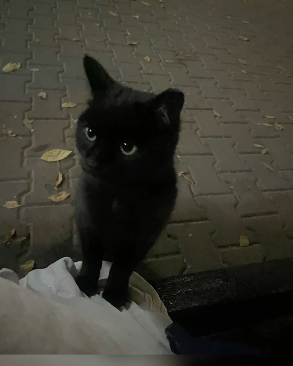 Black cats are not bad luck tweet media