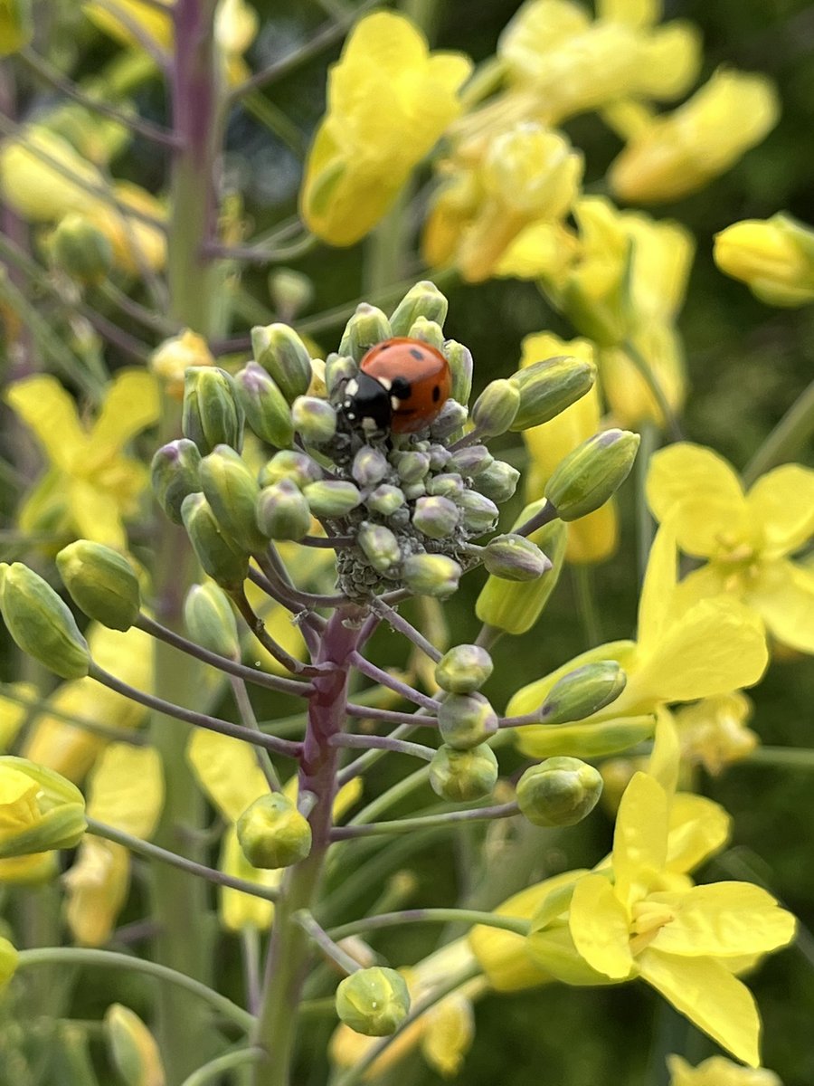 DuncanWestbury's tweet image. So pleased to see a native 7-spot ladybird working in the garden rather than all those harlequins. @Buzz_dont_tweet
