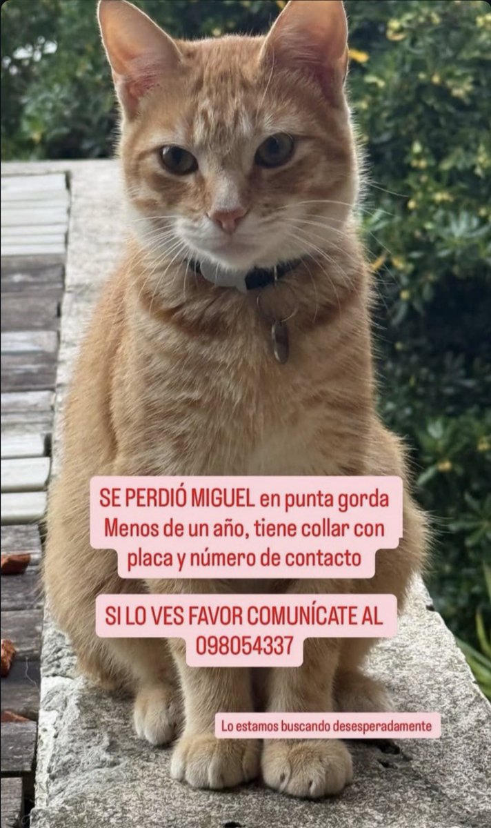 Bauti Gil Castillo tweet media