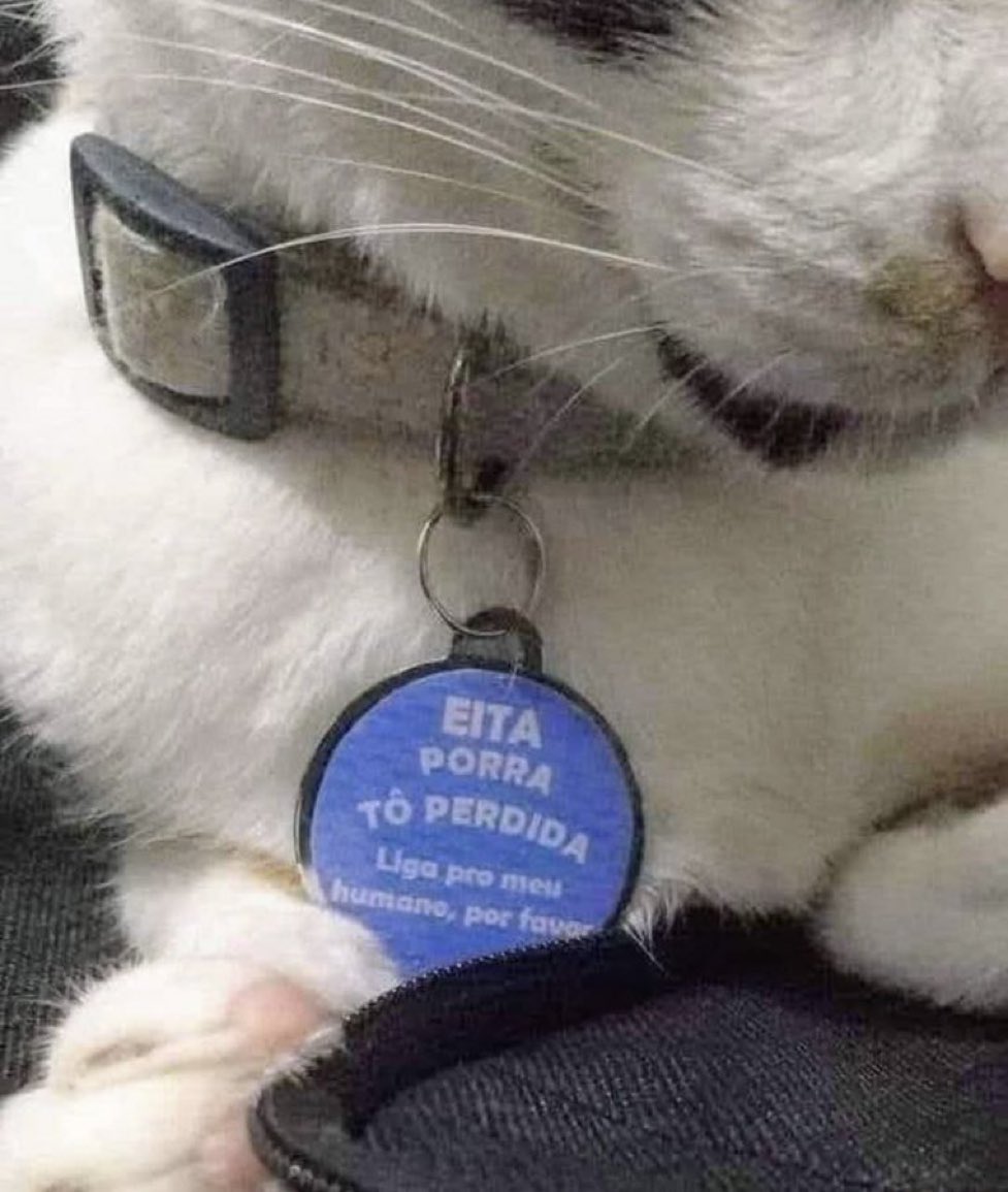 gatos fazendo gatices tweet media