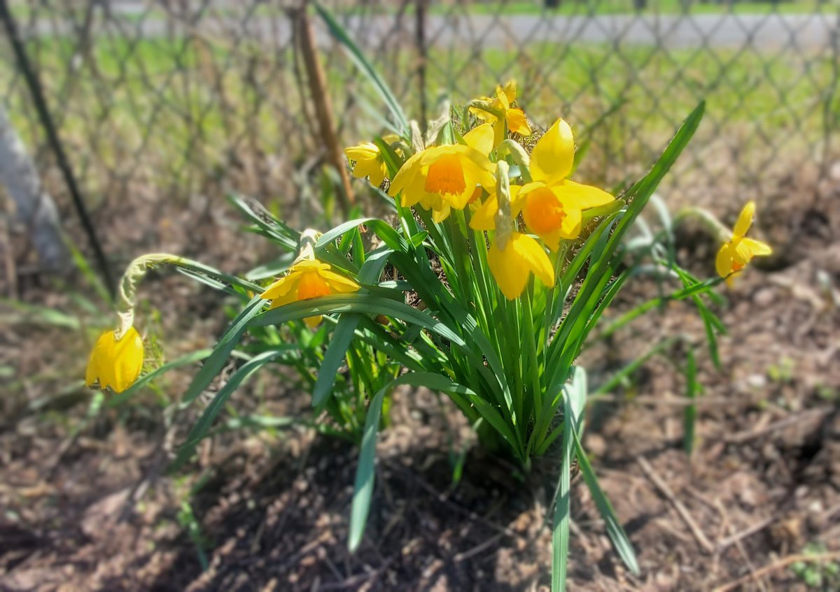 My daffodils! 💛