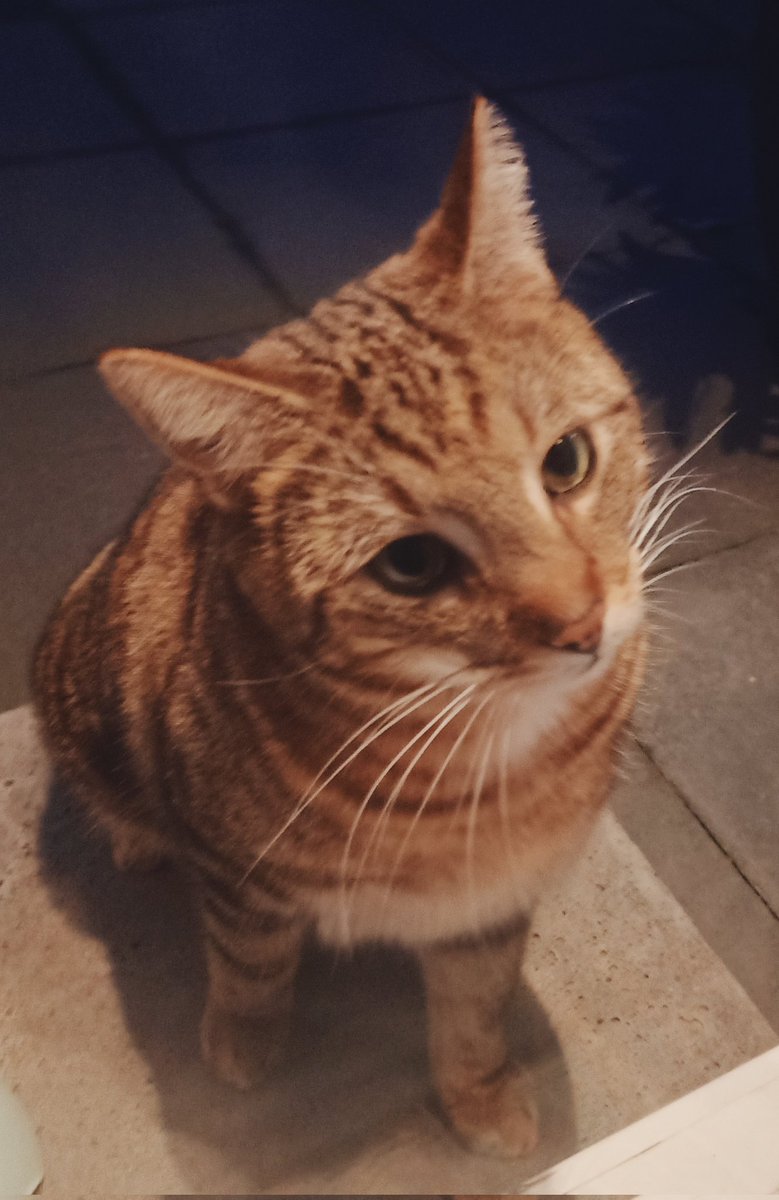 Paulus de camping kabouter. tweet media