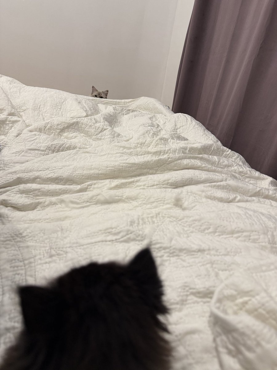 Sarah Evans tweet media