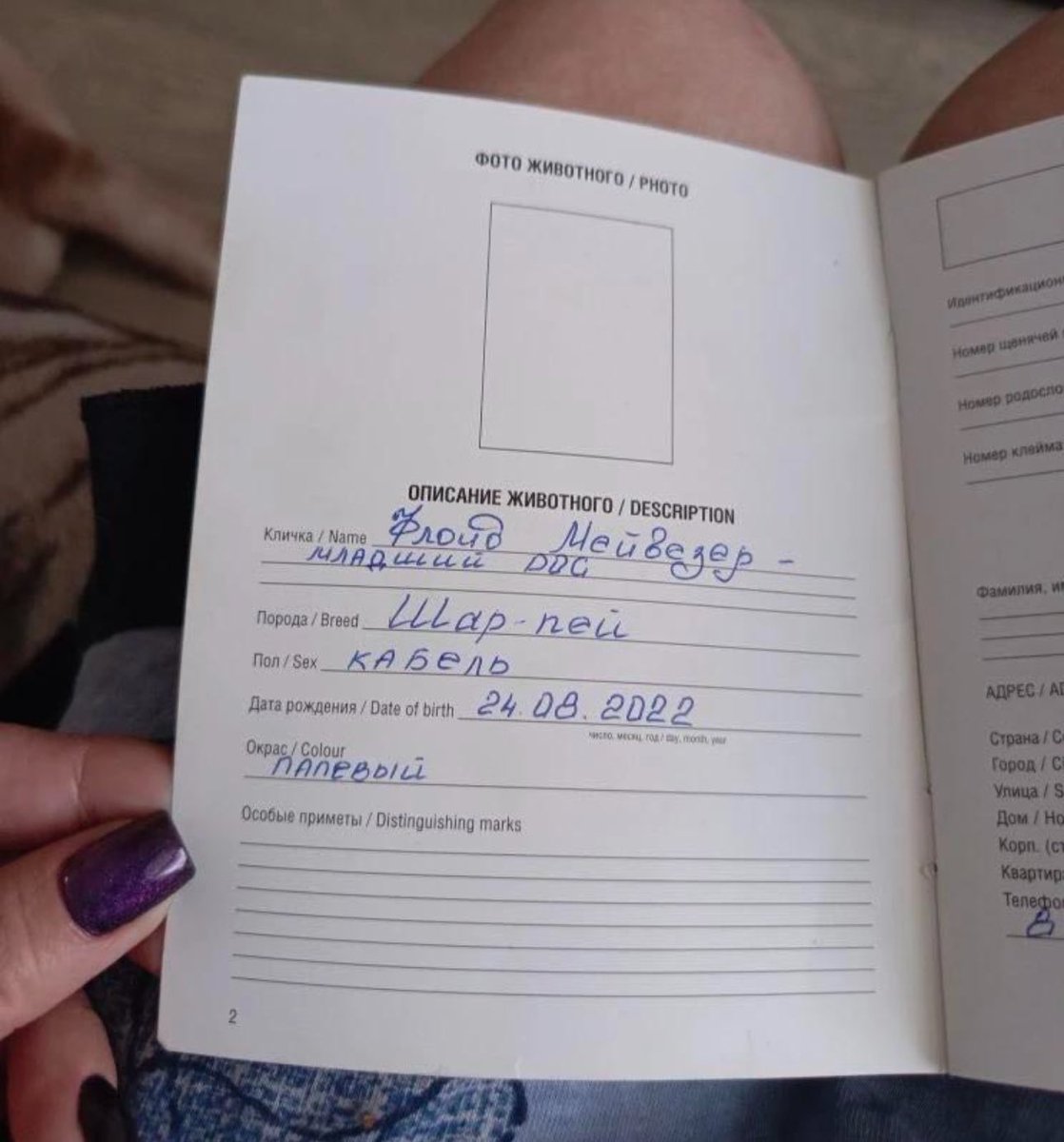 Тумач тукмач* tweet media