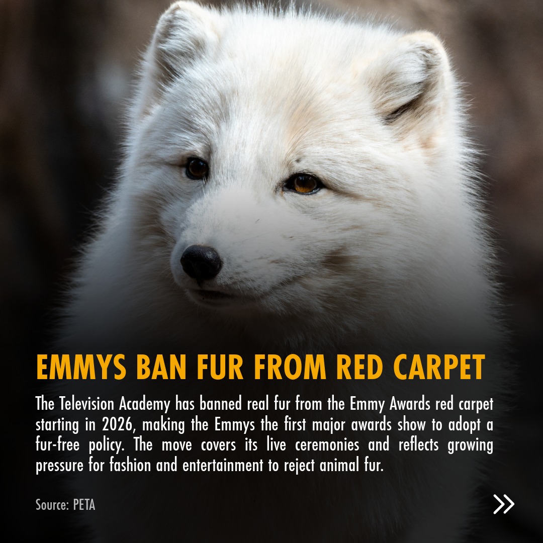 Born Free Foundation tweet media