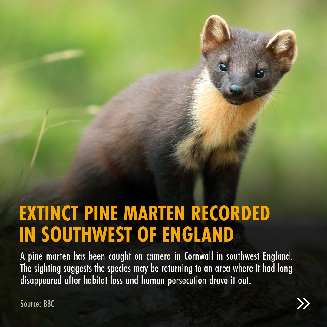 Born Free Foundation tweet media