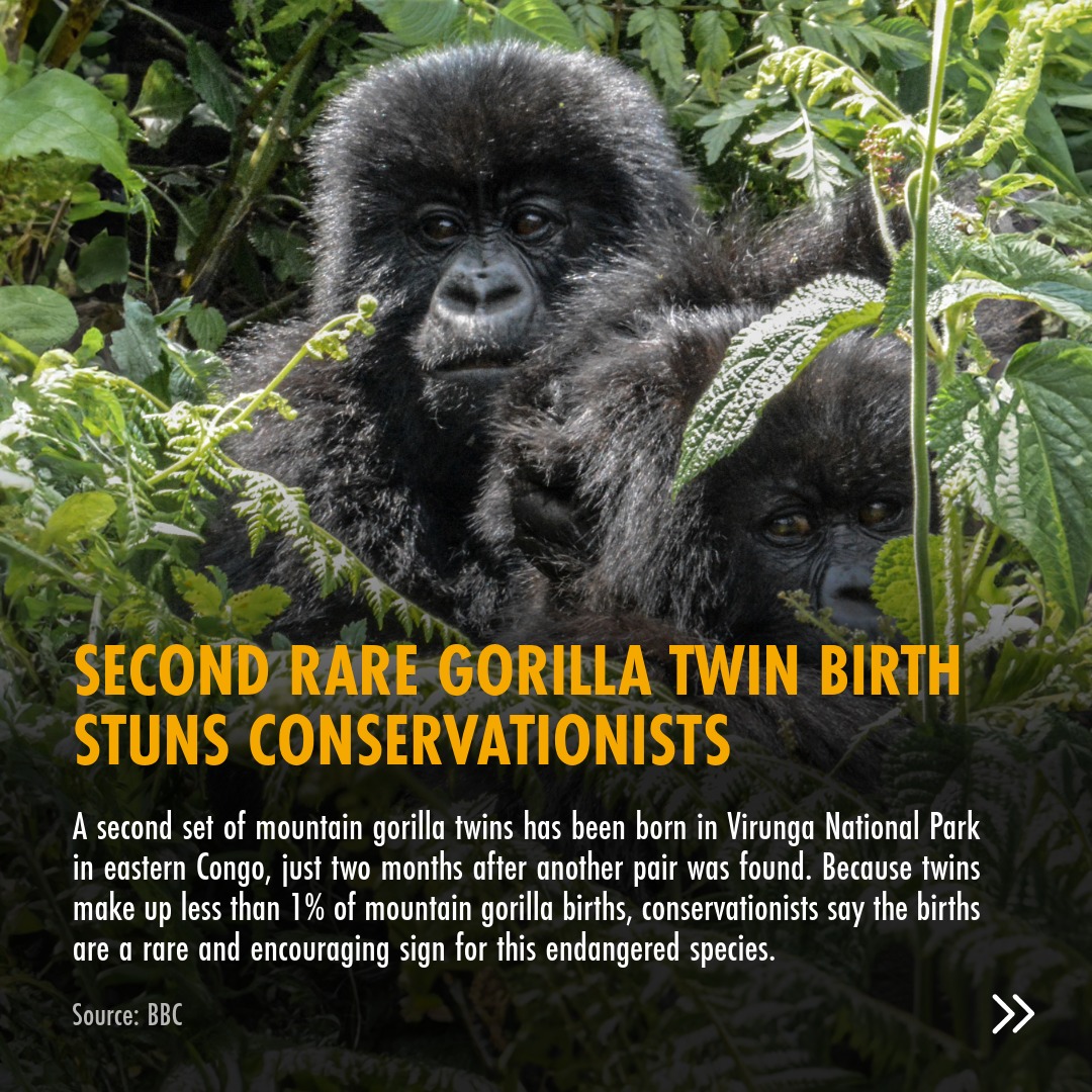 Born Free Foundation tweet media