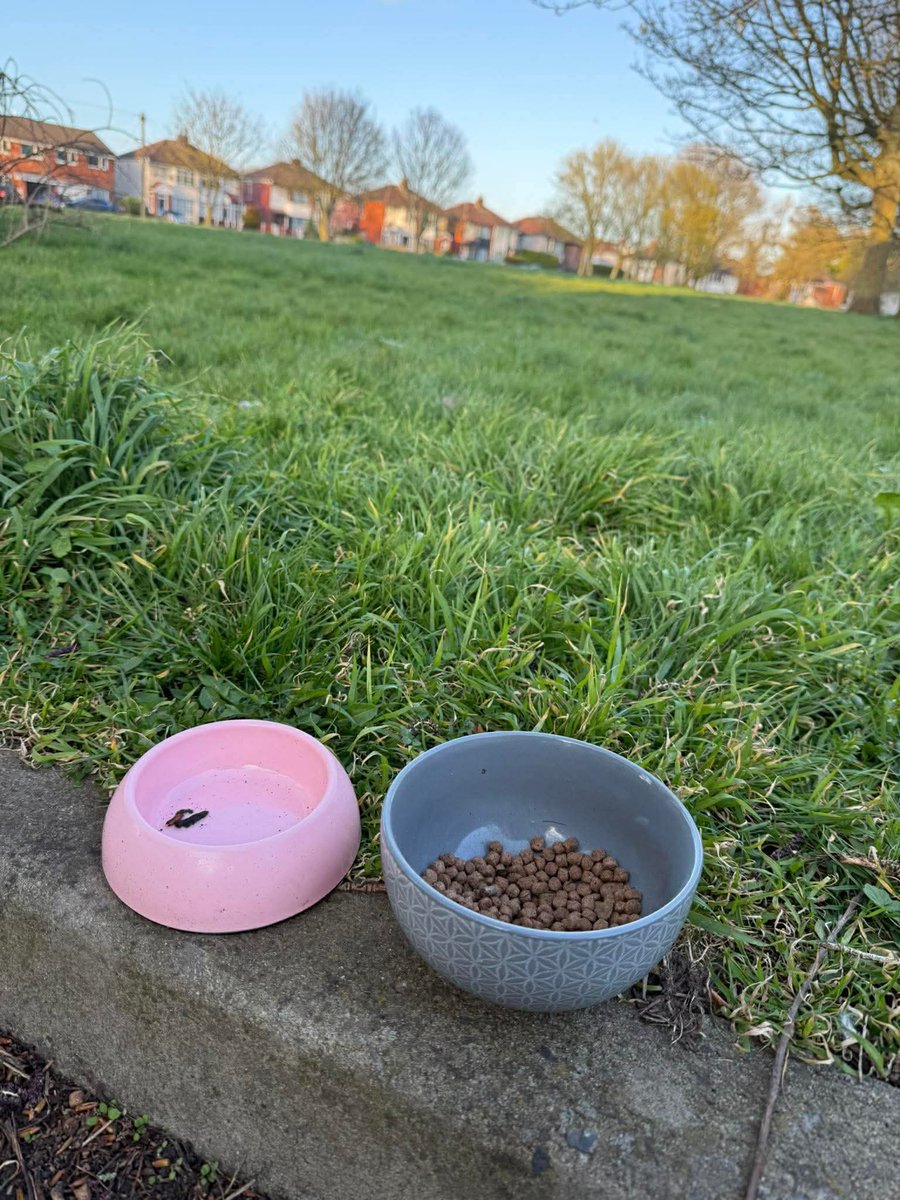 Animal Adoptions UK 🐕‍🦺🐈🐎❤️ tweet media