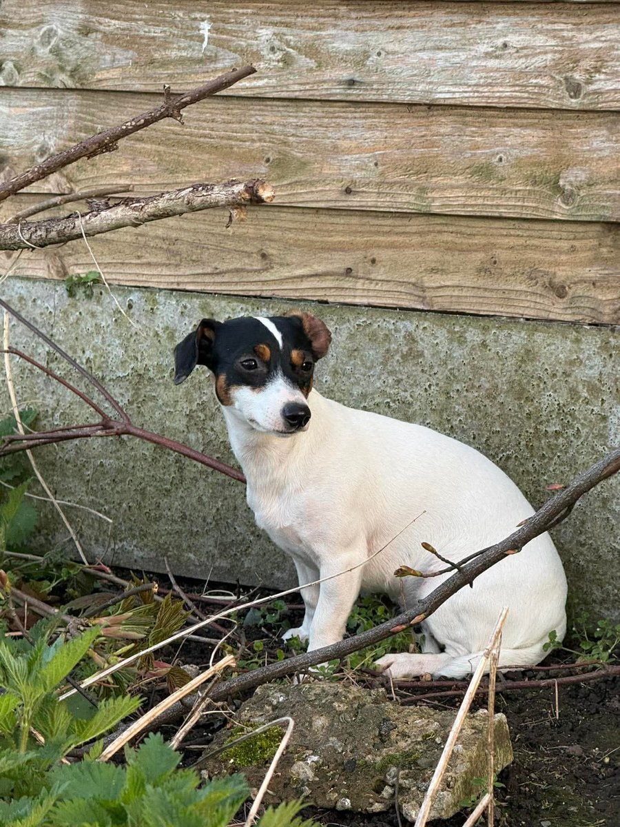 Animal Adoptions UK 🐕‍🦺🐈🐎❤️ tweet media