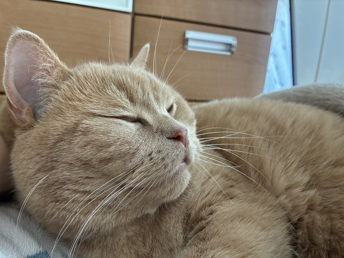 SunLuna2021's tweet photo. コロナの飼い主に寄り添ってくれる猫様☺️#ブリティッシュショートヘア
#猫好きさんと繋がりたい https://t.co/nyquy9wOI5