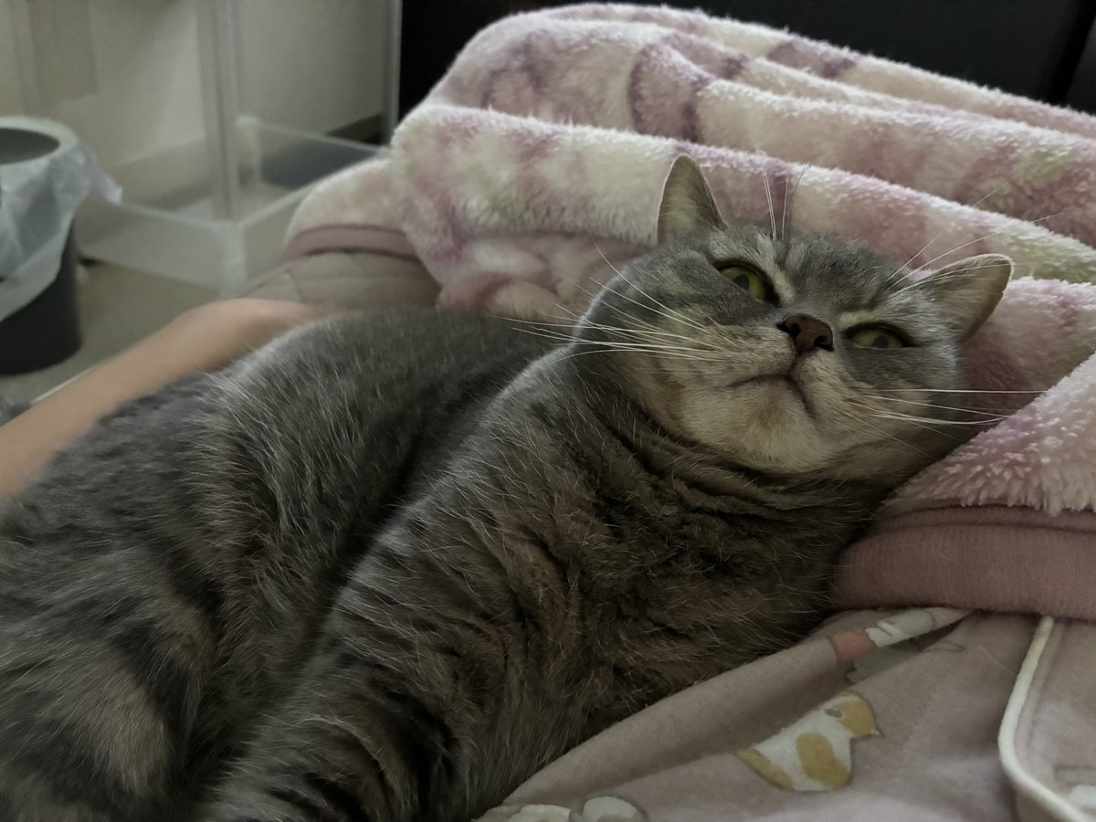 SunLuna2021's tweet photo. コロナの飼い主に寄り添ってくれる猫様☺️#ブリティッシュショートヘア
#猫好きさんと繋がりたい https://t.co/nyquy9wOI5