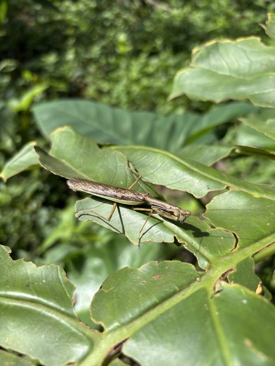 チョウセンカマキリよりひとまわり小型のカマキリ
アフリカやから何でもかんでもデカいとは限らんみたい