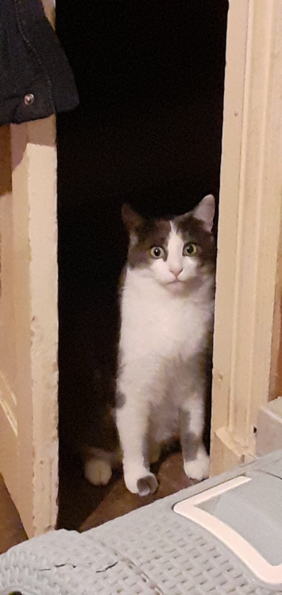 Daft ワラス tweet media