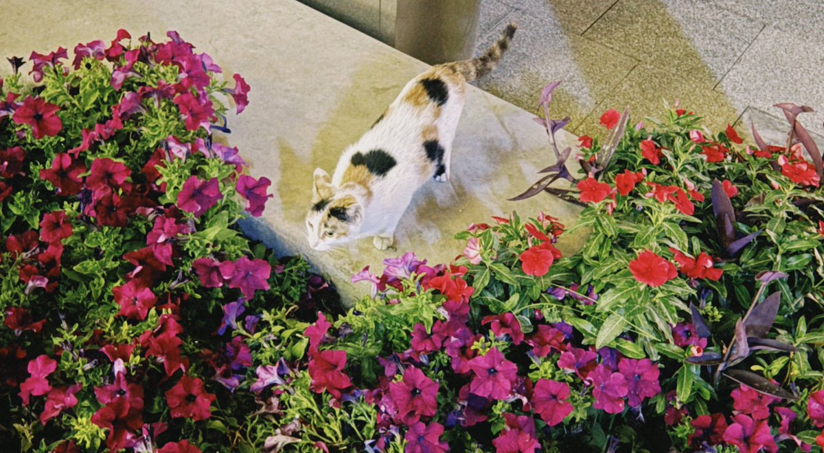 هِــيــام tweet media