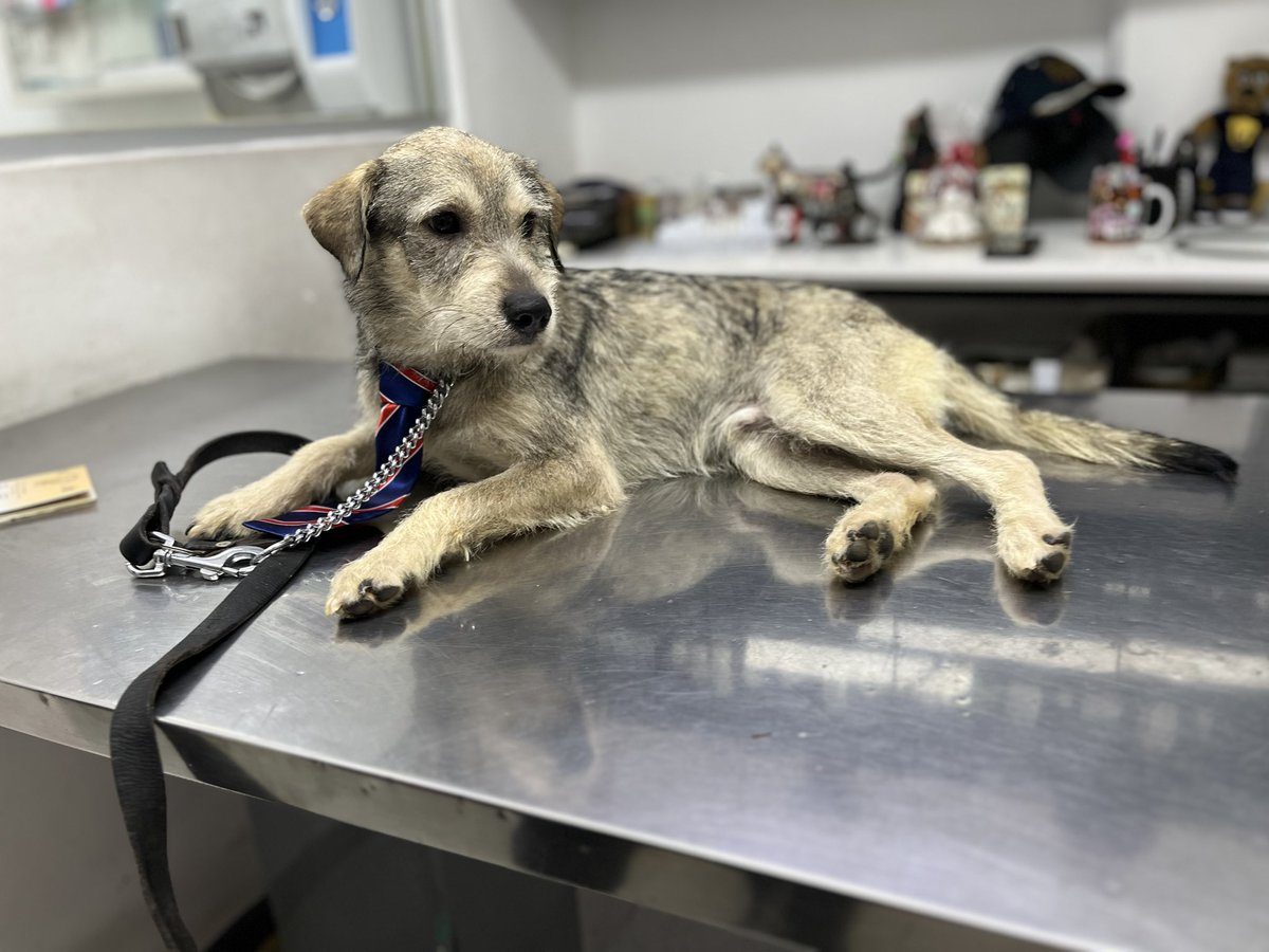 𝙷𝚎𝚕𝚊 𝙼𝚘𝚛𝚎 🐶 tweet media