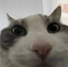 ← Attend le jour où Yamato rejoindra le sunny tweet media