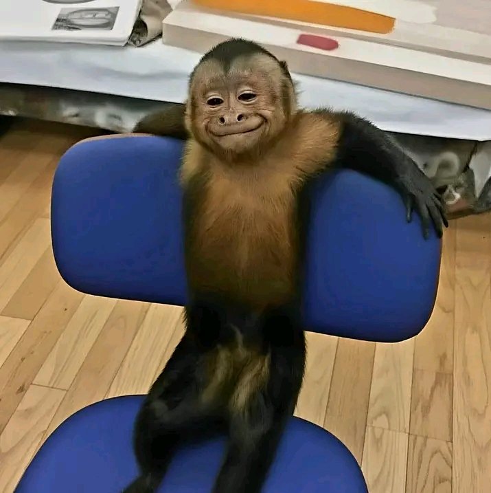 Mr Peculiar tweet media