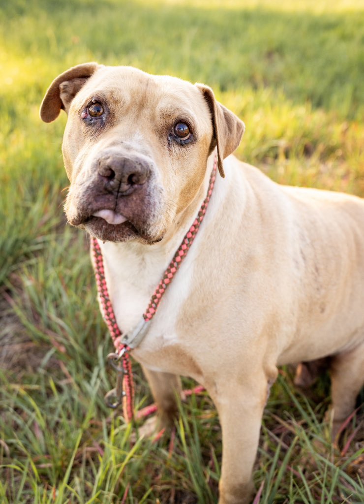 Layla’s Heart Ranch and Rescue tweet media