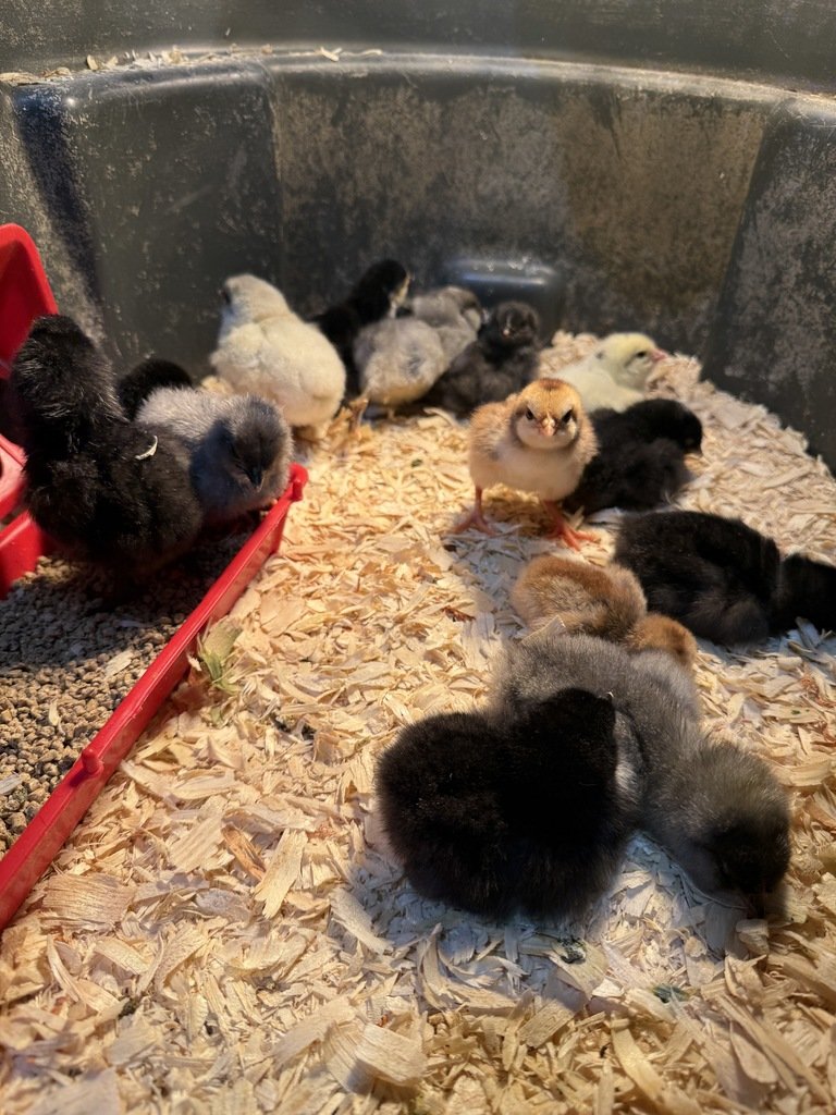 WestLibertyCSD's tweet image. New life in Ms. Buysses' ag room! Students met the adorable chicks that just hatched — hands-on learning and big smiles all around. What’s your favorite classroom “aww” moment? #AgEd #SchoolLife