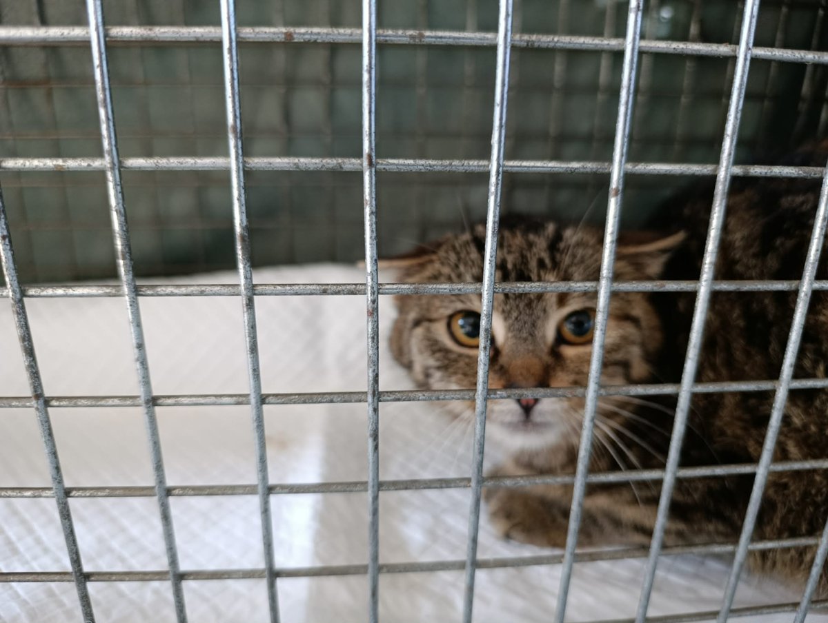 Koty w głowie 🐈 tweet media