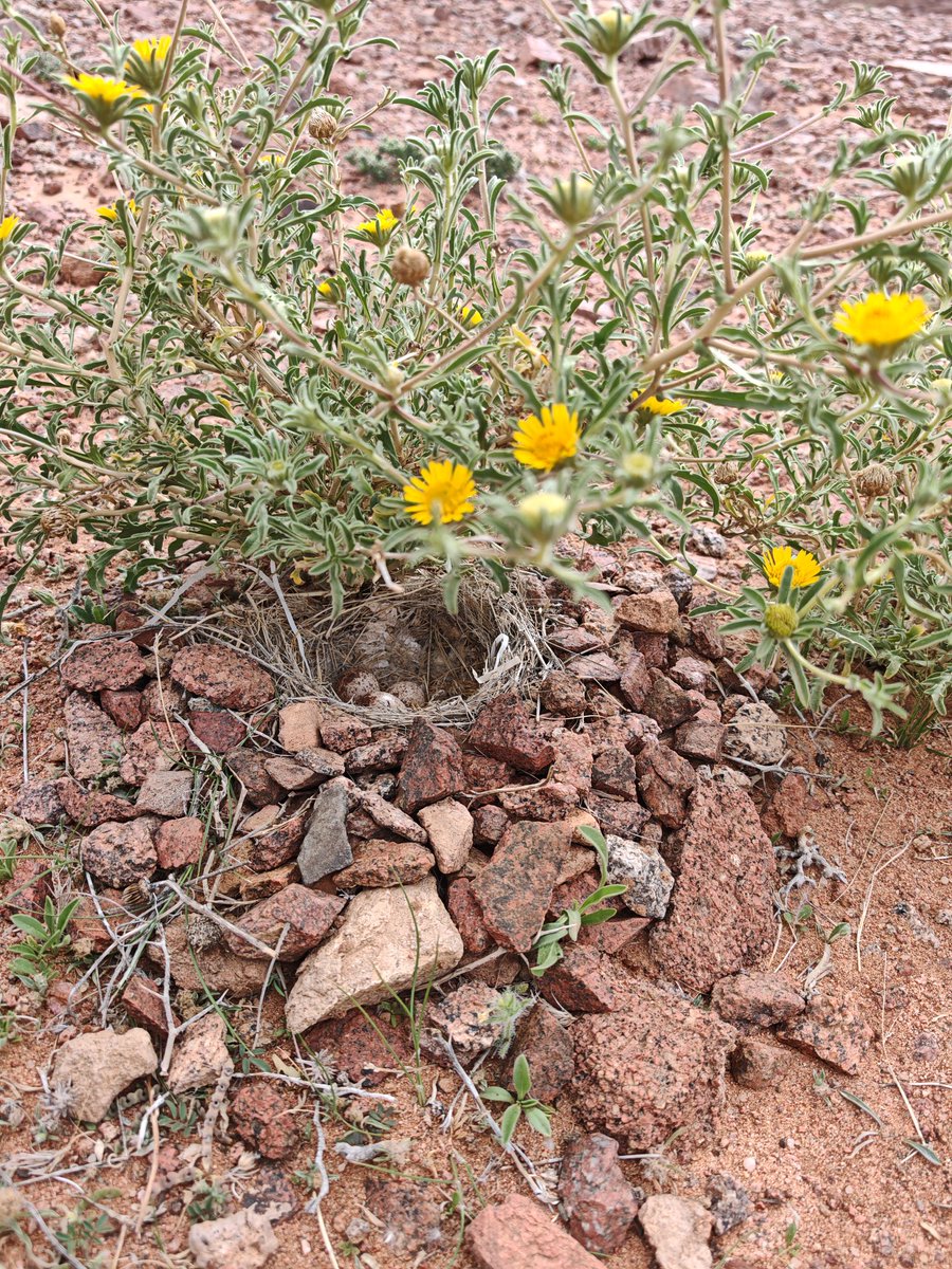 Aswat Silent tweet media