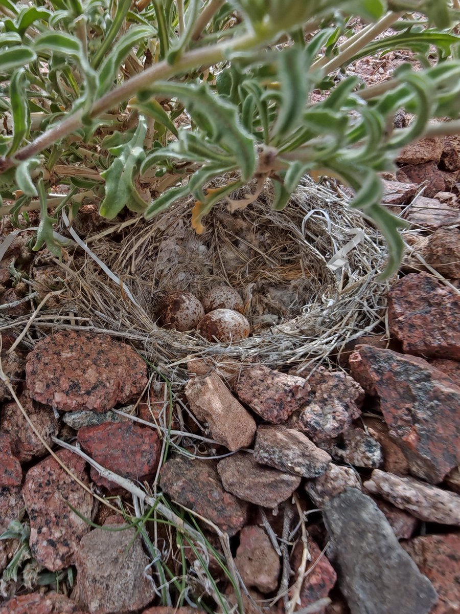 Aswat Silent tweet media