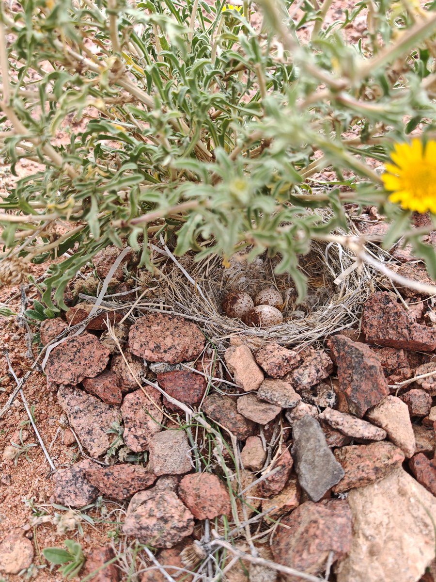 Aswat Silent tweet media