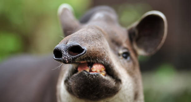 Viola Nation tweet media