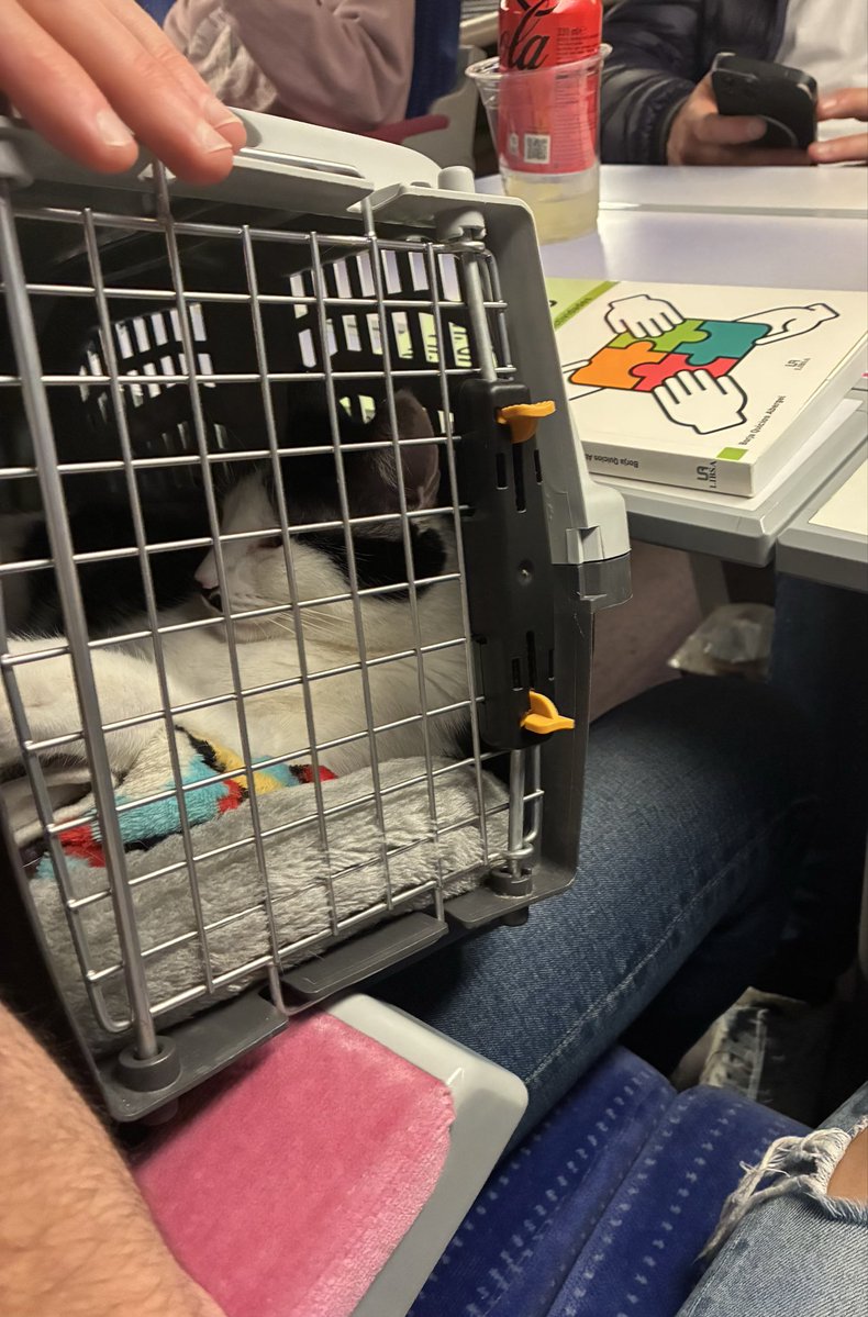 Pagar 10€ por llevar a mi gata en <a href="/OUIGO_Es/">OUIGO España</a> para que me obliguen a ponerla en un asiento de 4 sin espacio. La solución de su personal: ponla en el suelo o paga más para elegir asiento. ¿Así cuidáis el bienestar animal y a vuestros viajeros frecuentes? Gran solución.