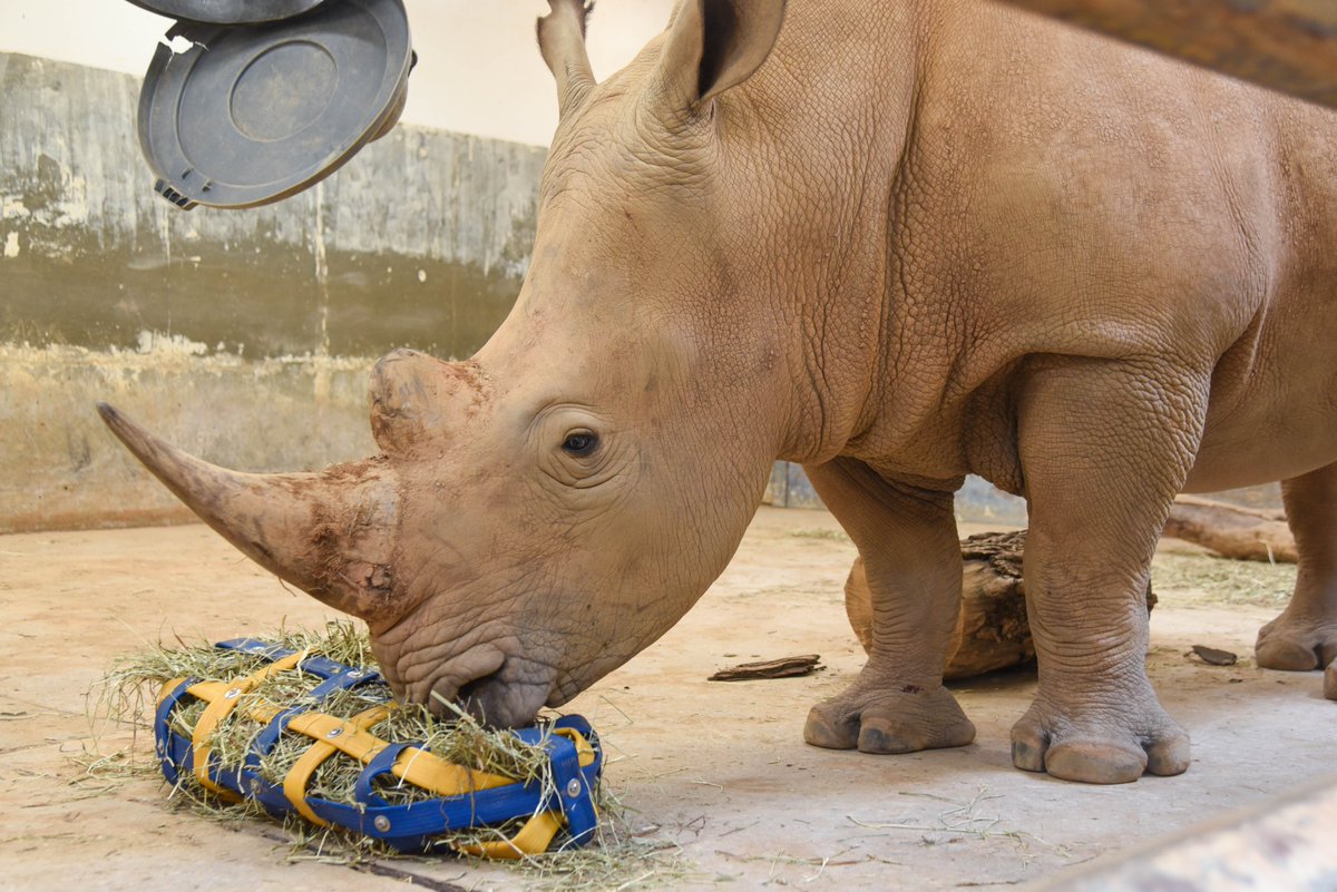 Maryland Zoo tweet media