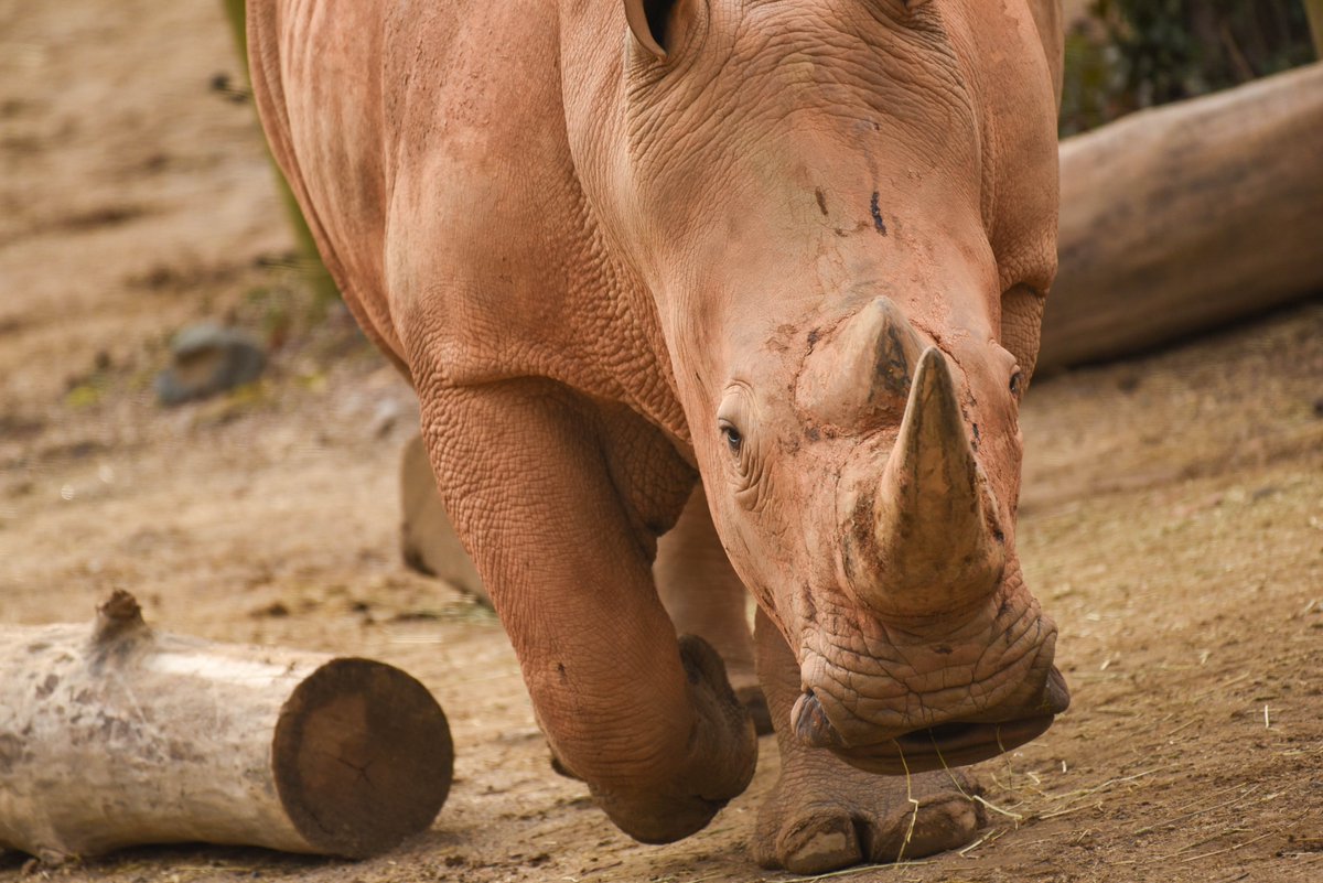 Maryland Zoo tweet media