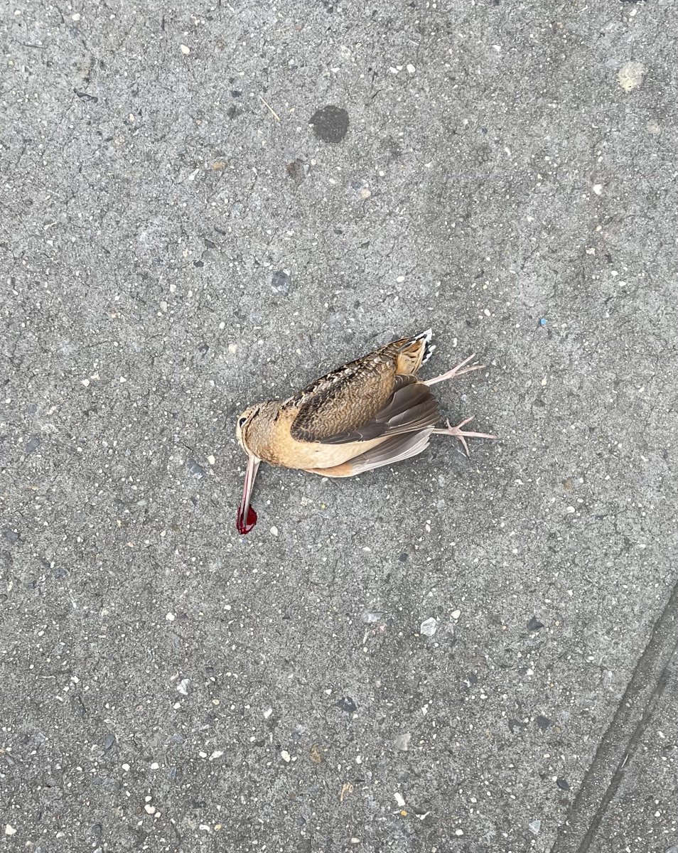 Elena Saavedra Buckley tweet media