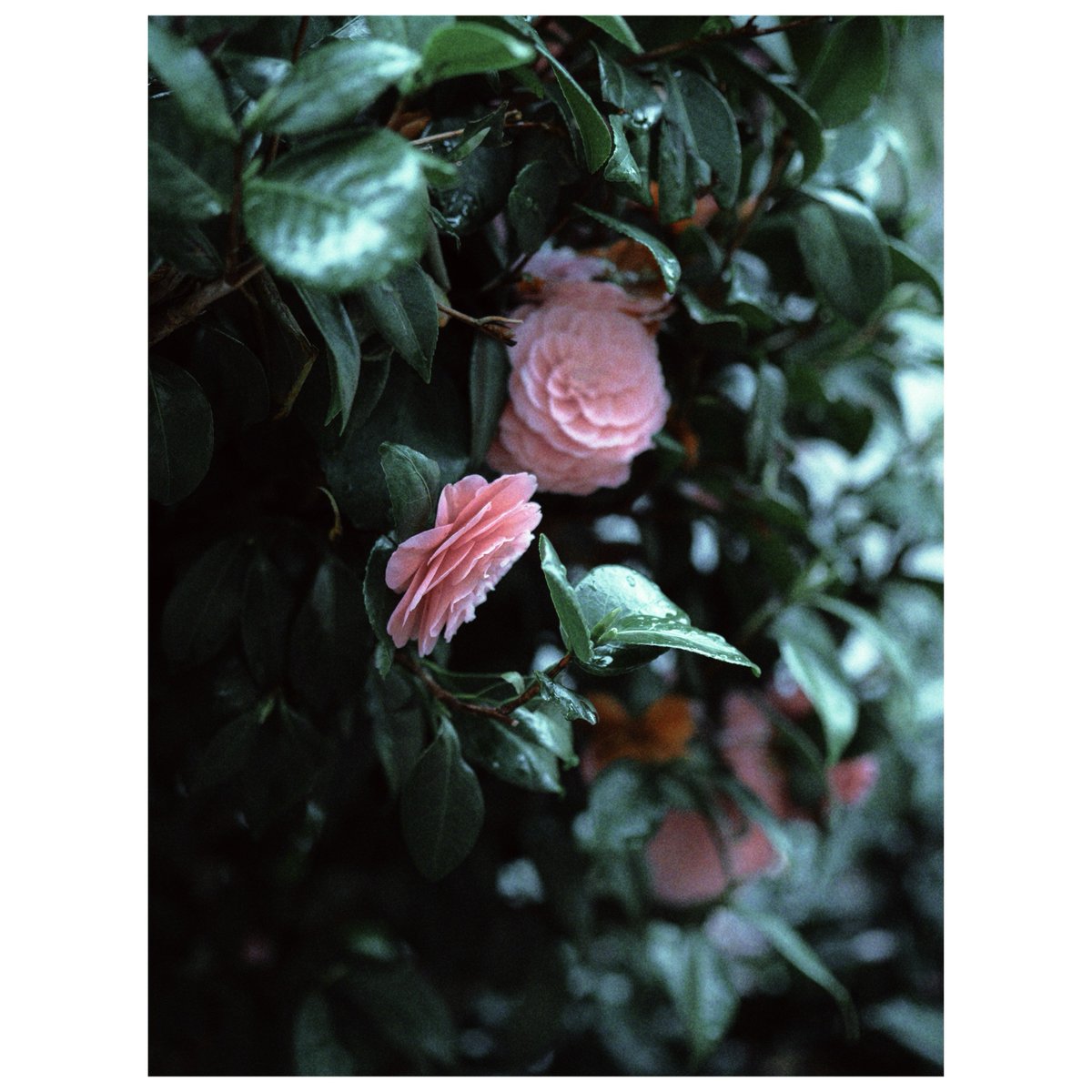 qualia315's tweet photo. 花時雨 https://t.co/TALcpIWBsE